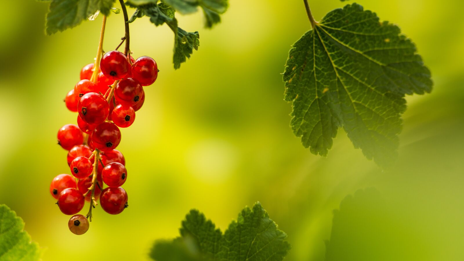 Sony 135mm F2.8 [T4.5] STF sample photo. Summer, red, red currant photography