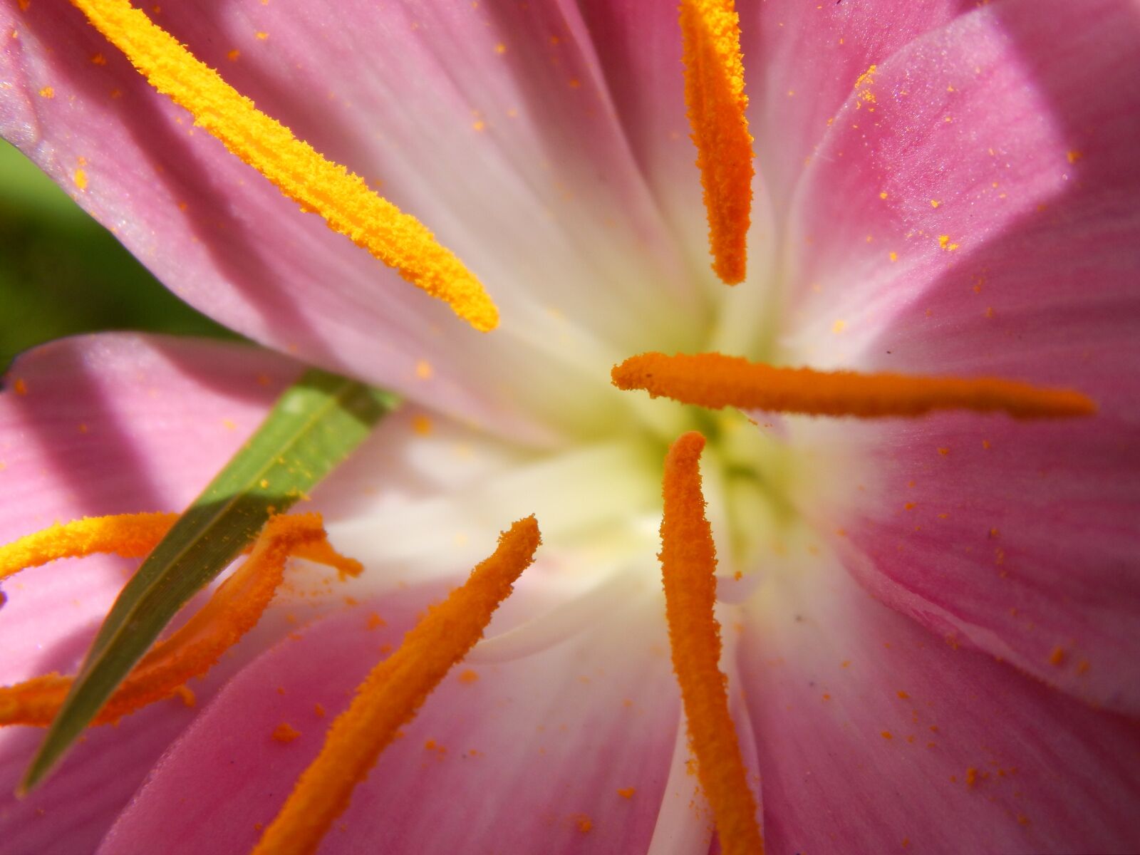 Nikon Coolpix L820 sample photo. Flower, macro, saffron photography