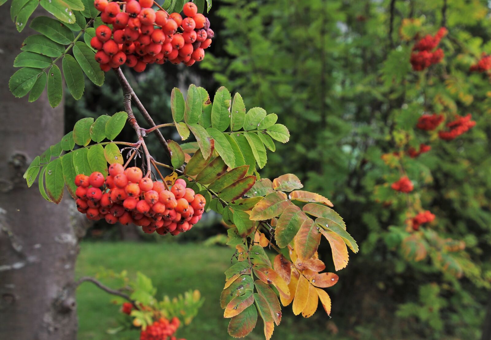 Canon EOS 80D sample photo. Jarzebina, autumn, sprig photography