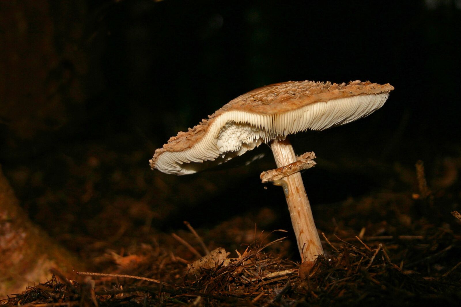Canon EOS 300D (EOS Digital Rebel / EOS Kiss Digital) sample photo. Mushroom, forest, fungus photography