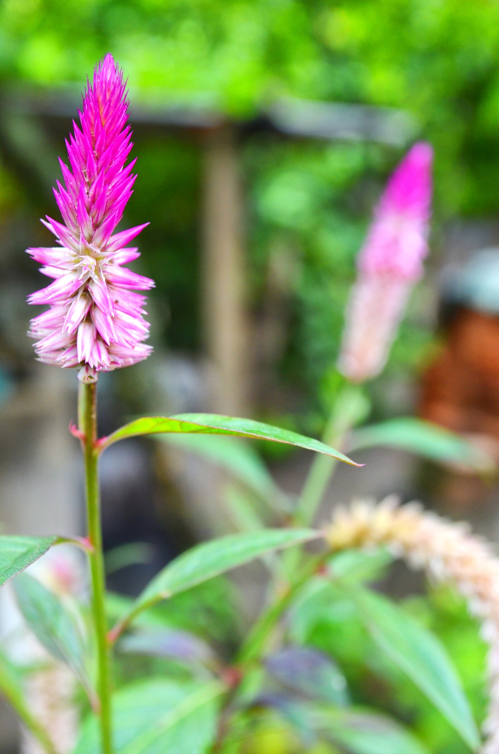 Nikon D5100 sample photo. Flowers, couple, purple photography
