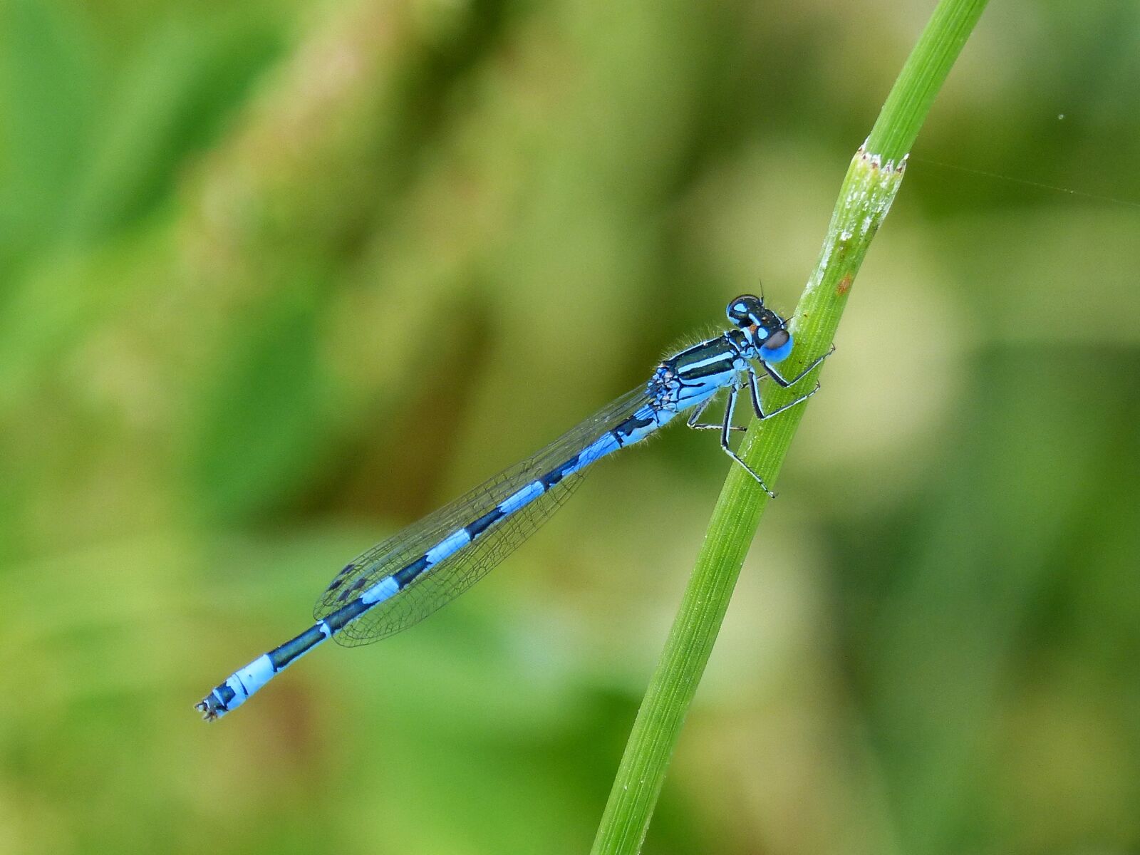 Panasonic DMC-FZ62 sample photo. Dragonfly, blue dragonfly, flying photography