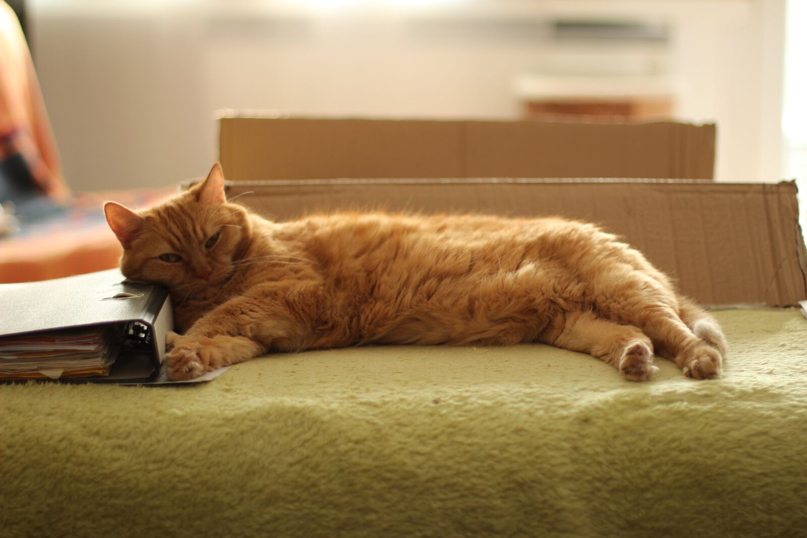 Canon EOS 600D (Rebel EOS T3i / EOS Kiss X5) + Canon EF 50mm F1.4 USM sample photo. Cat, red, sofa photography