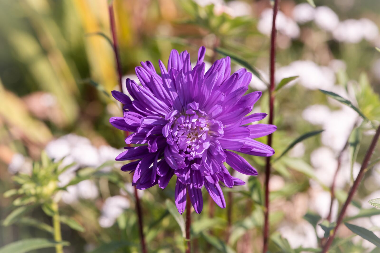 Nikon D750 sample photo. Flower, violet, nature photography