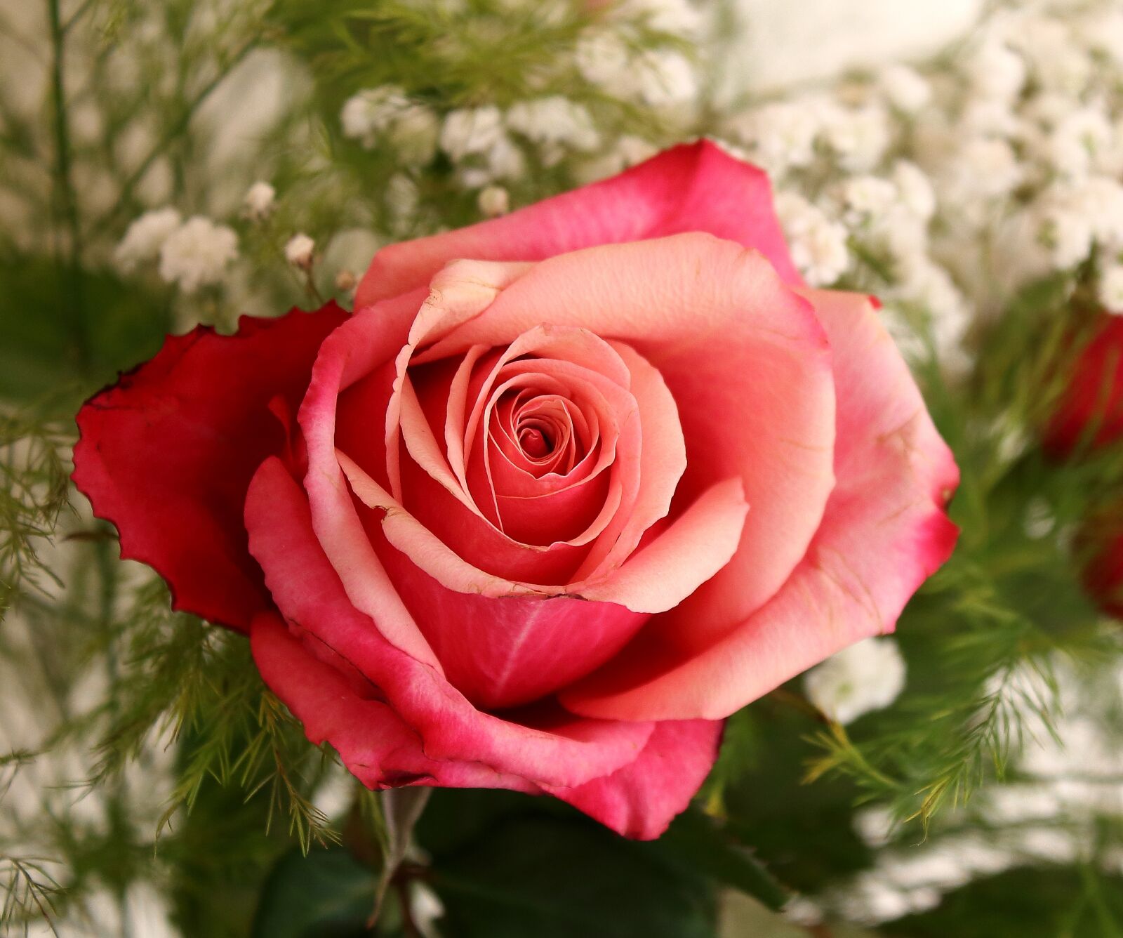 Canon EOS 1200D (EOS Rebel T5 / EOS Kiss X70 / EOS Hi) sample photo. Pink, flower, romantic photography
