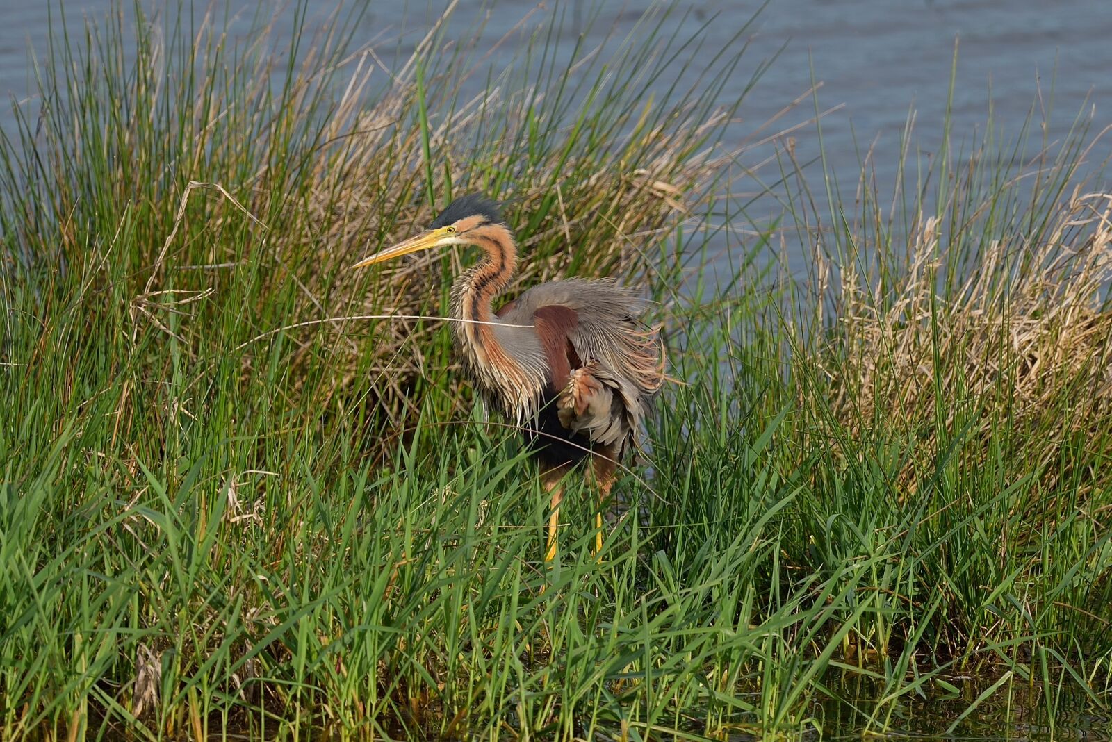 Nikon D750 sample photo. Nature, pond, body of photography