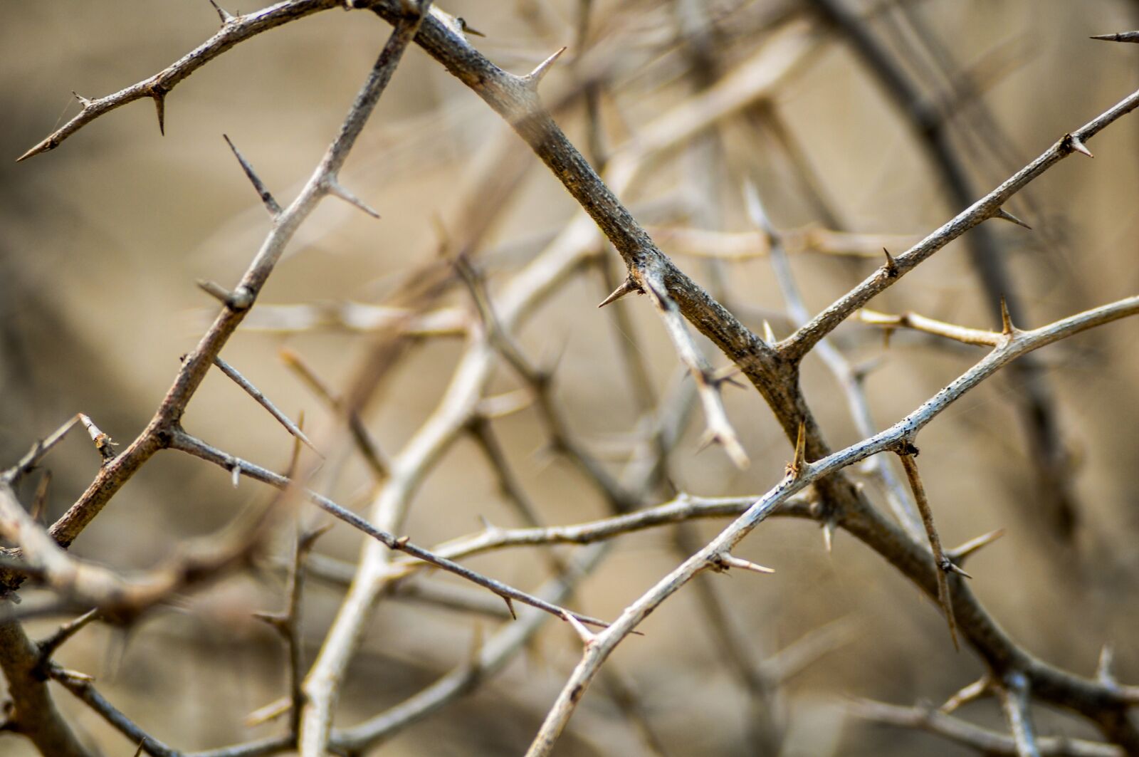 Nikon D90 sample photo. Nature, pure, natural photography