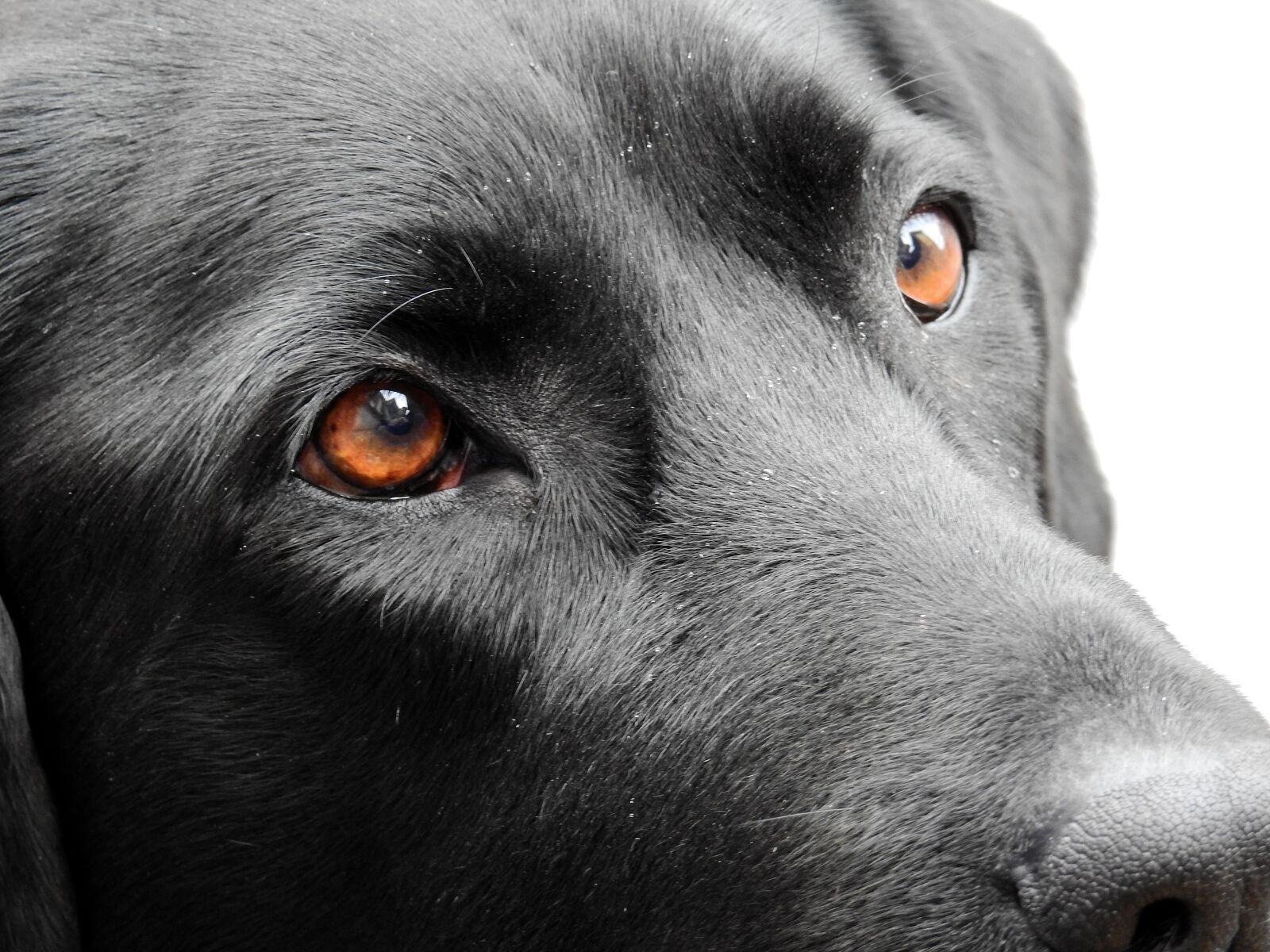Nikon Coolpix P900 sample photo. Dog, eyes, animal photography