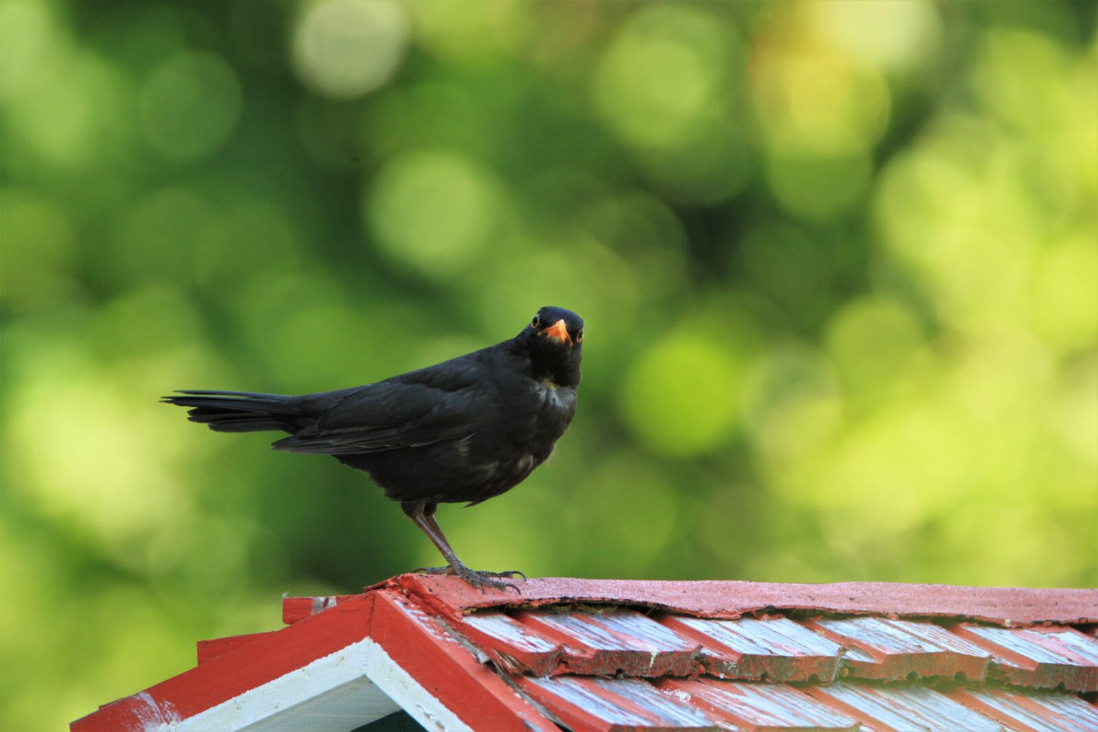 Tamron SP 150-600mm F5-6.3 Di VC USD sample photo. Blackbird, bird, songbird photography