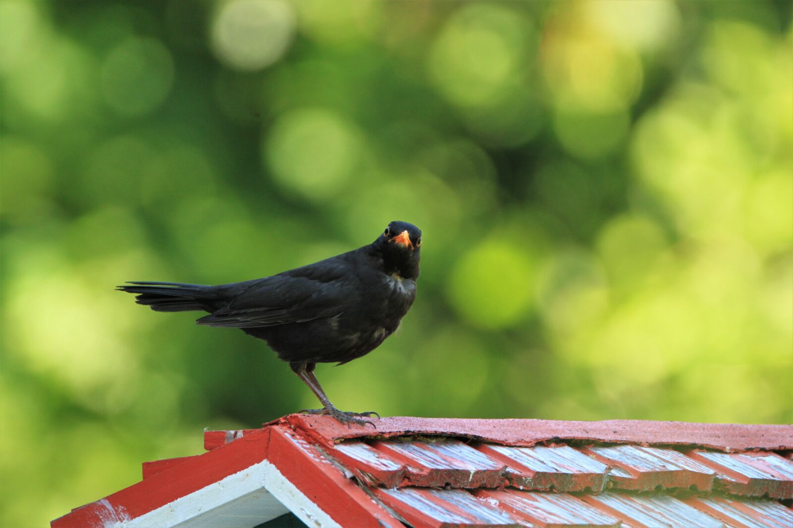 Canon EOS 7D sample photo. Blackbird, bird, songbird photography