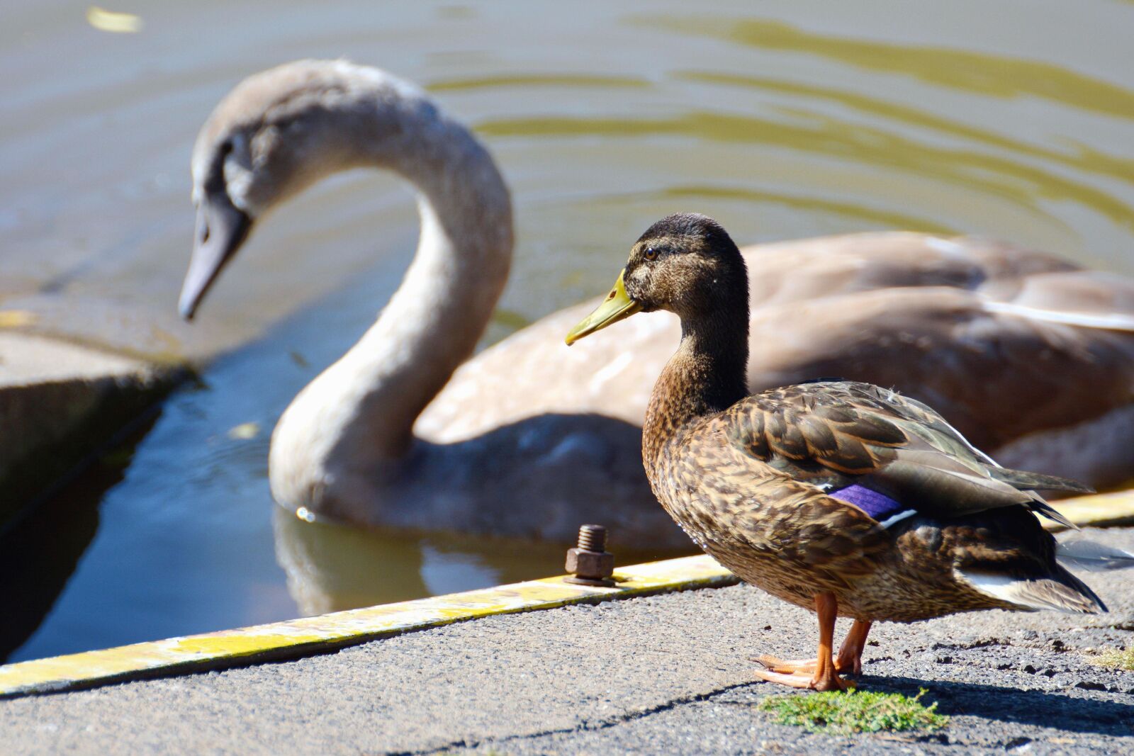 Nikon D5200 sample photo. Swan, water, lake, dock photography