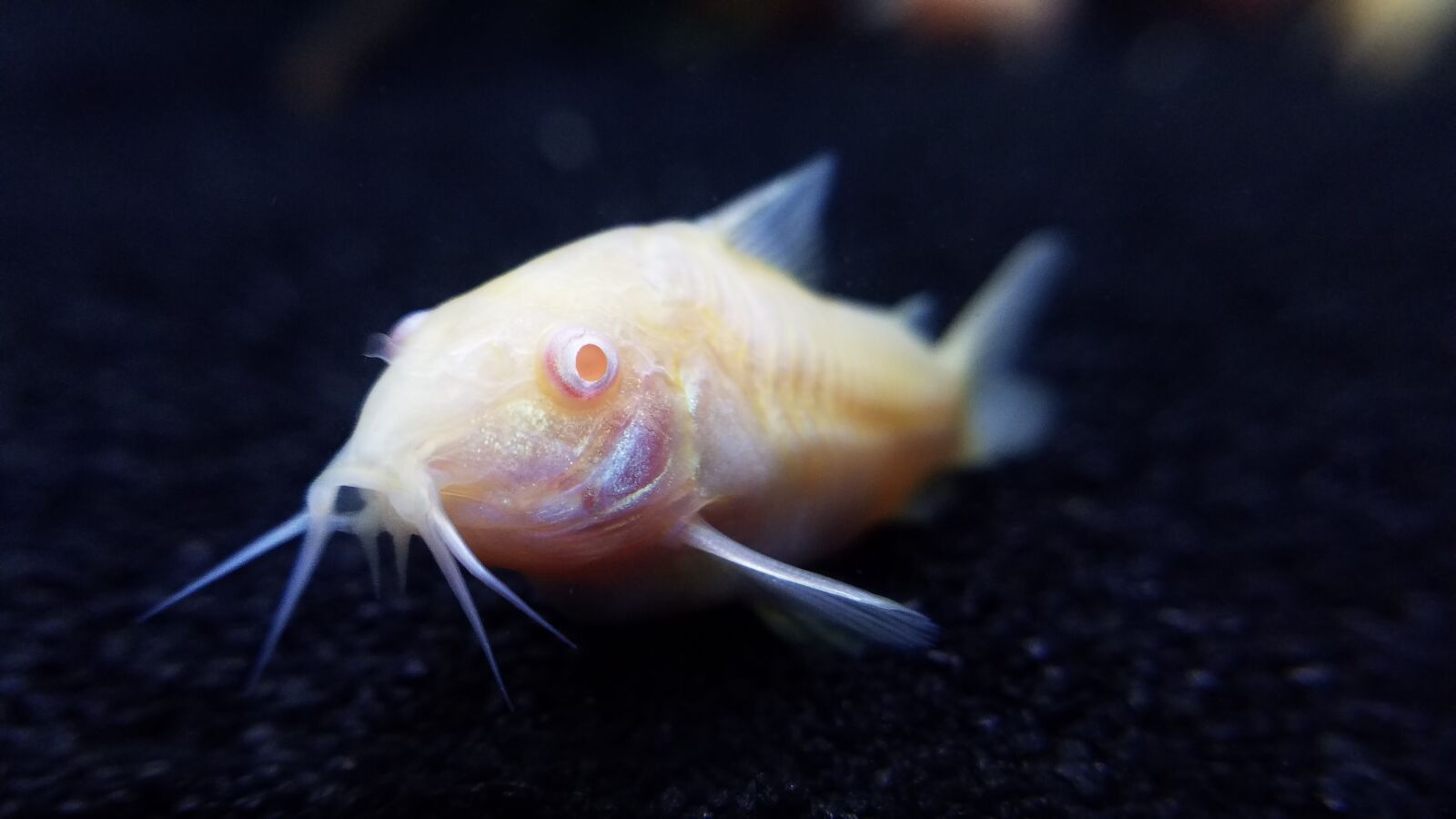 Samsung Galaxy S7 sample photo. Fish, pet fish, catfish photography