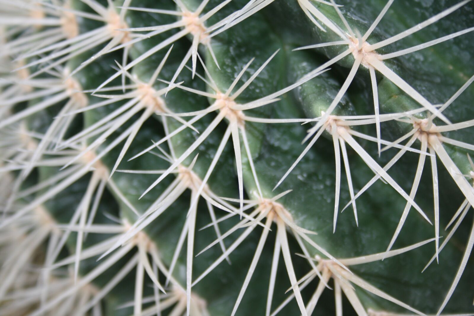 Canon EOS 1000D (EOS Digital Rebel XS / EOS Kiss F) sample photo. Cactus, spines, texture photography