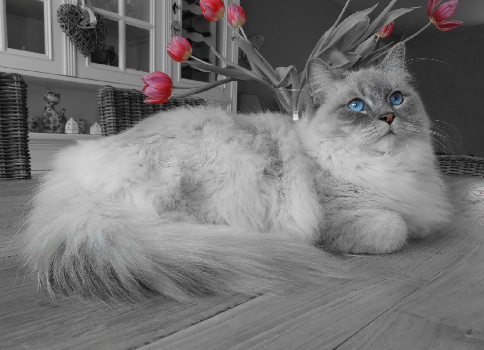 Sony Cyber-shot DSC-HX300 sample photo. Cat, remote access, ragdoll photography