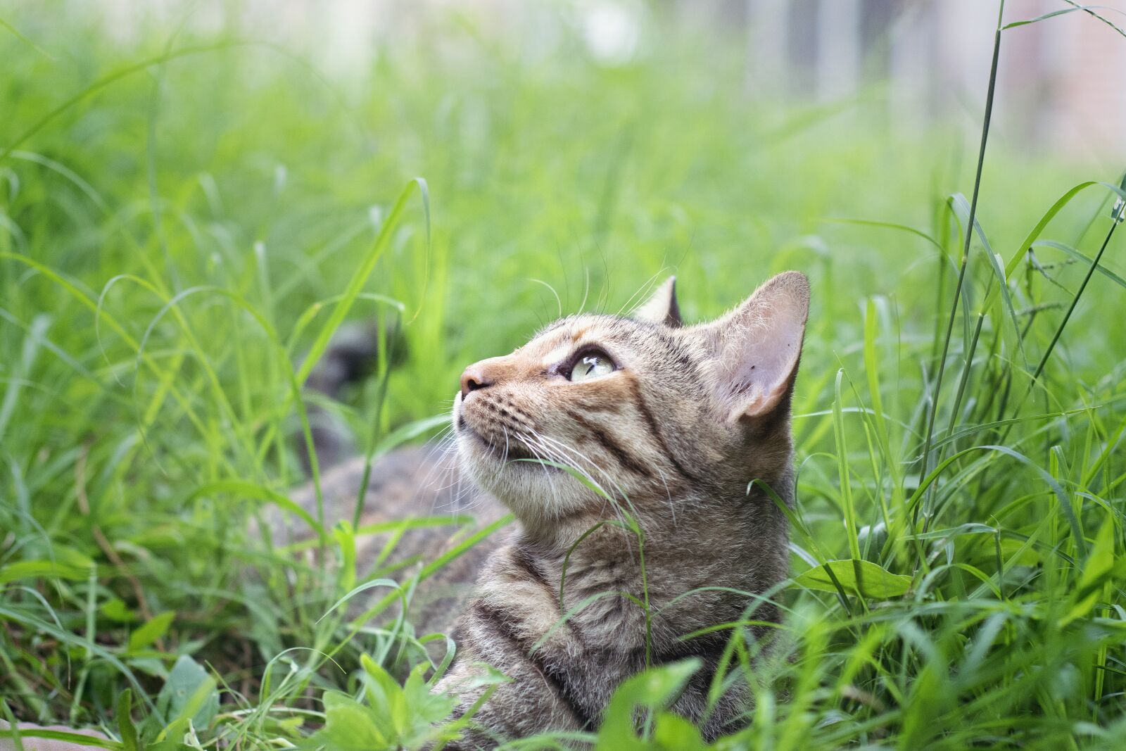 Nikon D3300 sample photo. Cat, feline, pet photography
