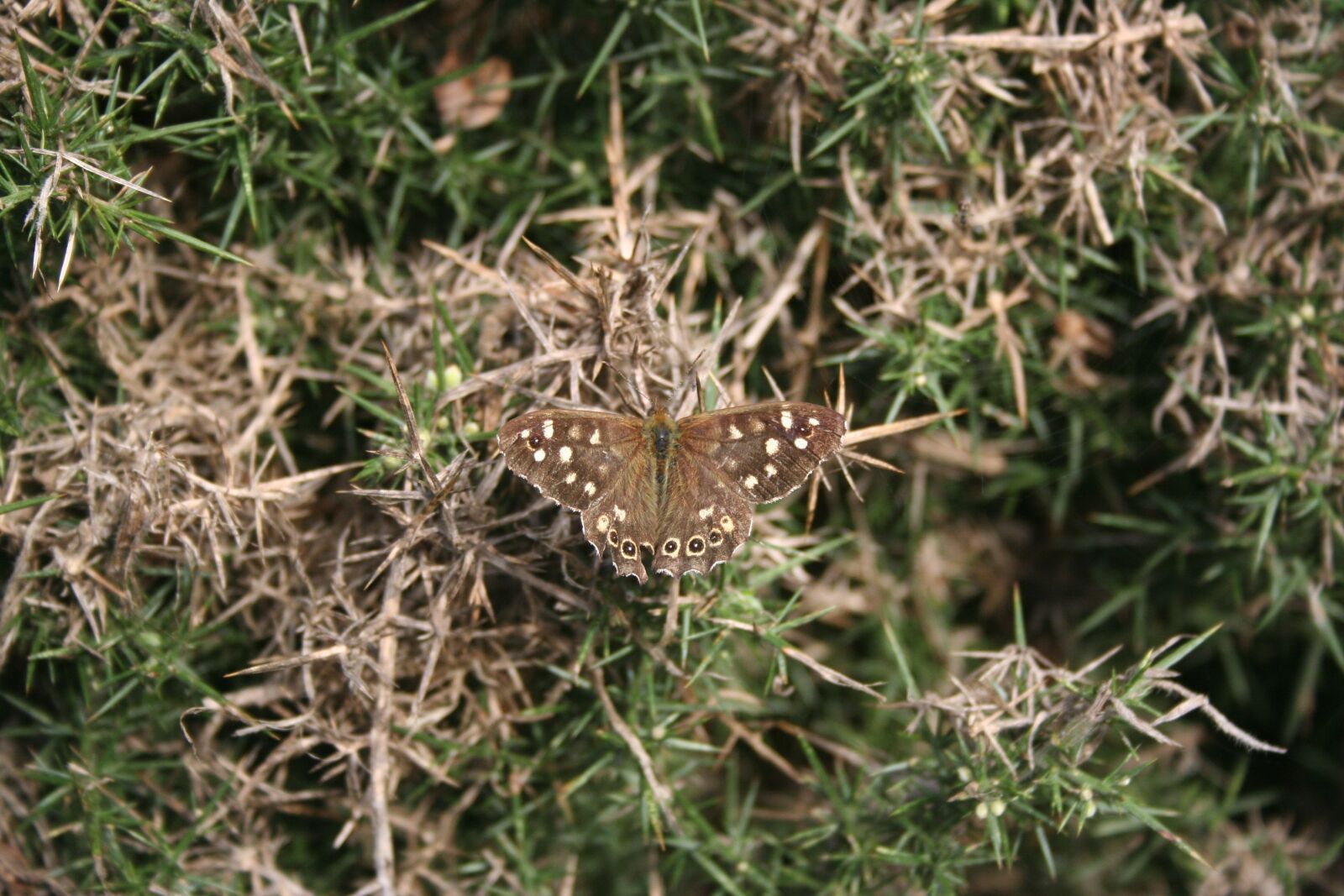 Canon EOS 350D (EOS Digital Rebel XT / EOS Kiss Digital N) sample photo. Butterfly, insect, old photography