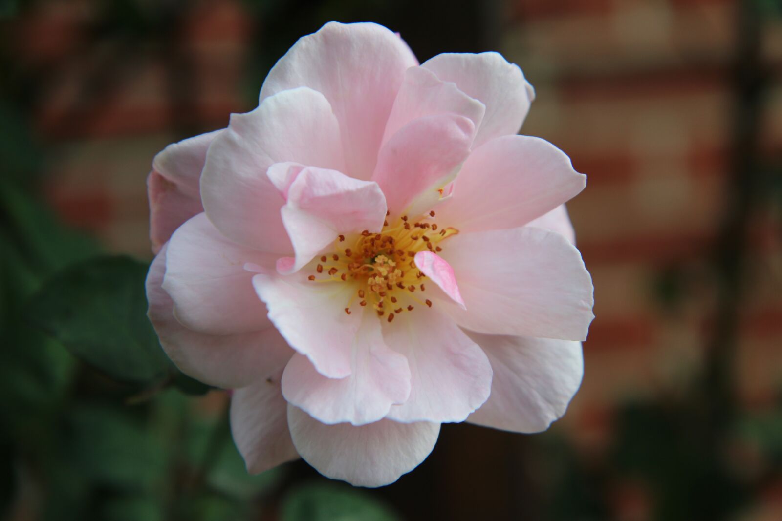 Canon EOS 600D (Rebel EOS T3i / EOS Kiss X5) sample photo. Pink, pink rose, rosebush photography