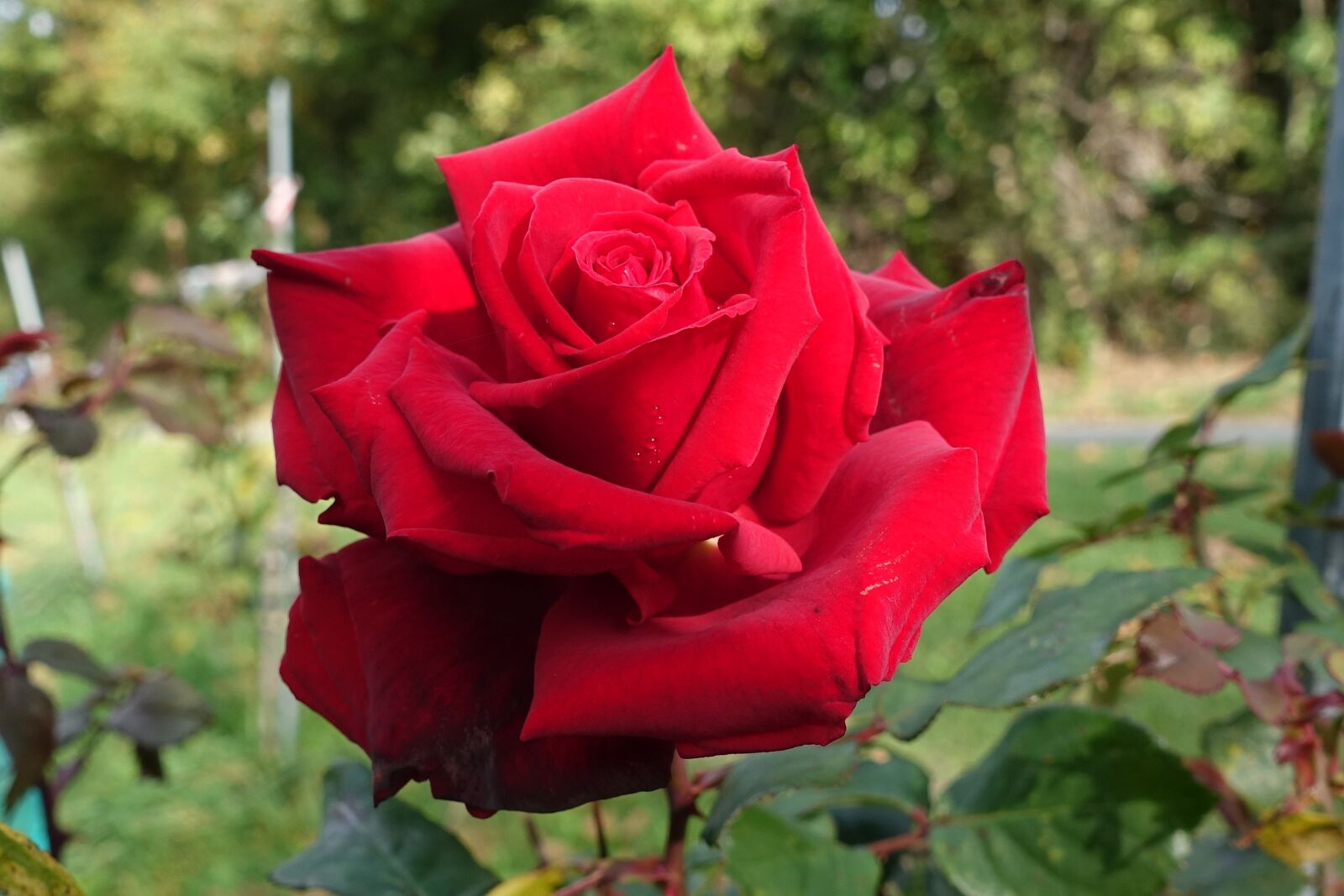 Sony Cyber-shot DSC-RX100 IV sample photo. Rose, red, autumn photography