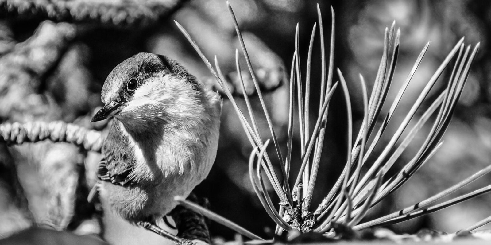Nikon D5000 sample photo. Bird, bird, s, eye photography