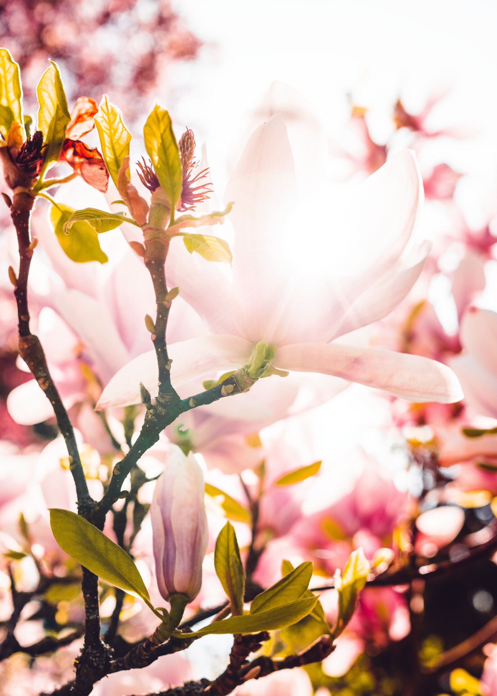 Sony a6300 + Sigma 30mm F2.8 EX DN sample photo. Magnolia, splendor, pink photography