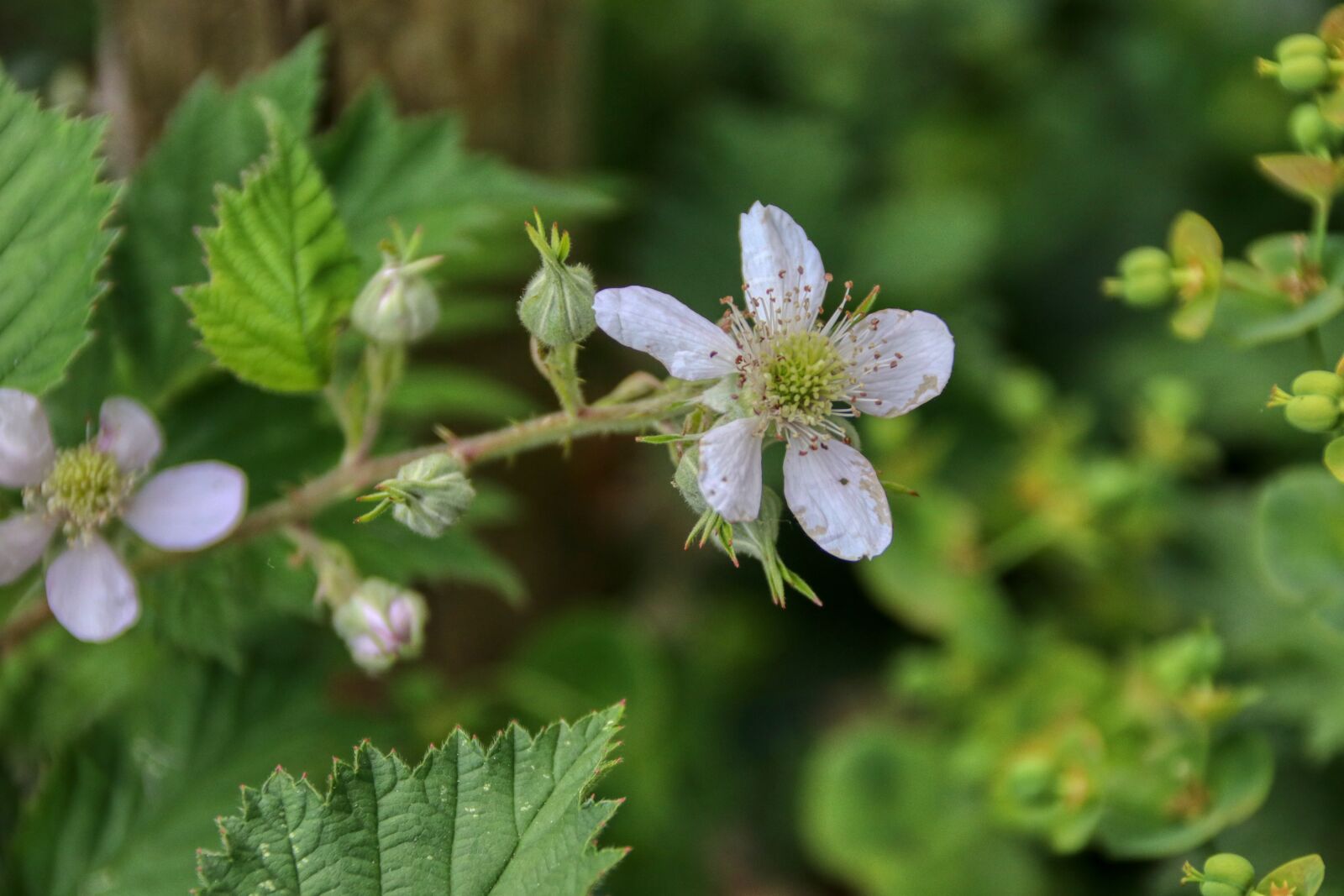 Canon EOS 80D sample photo. Flourished, the fruit flourished photography