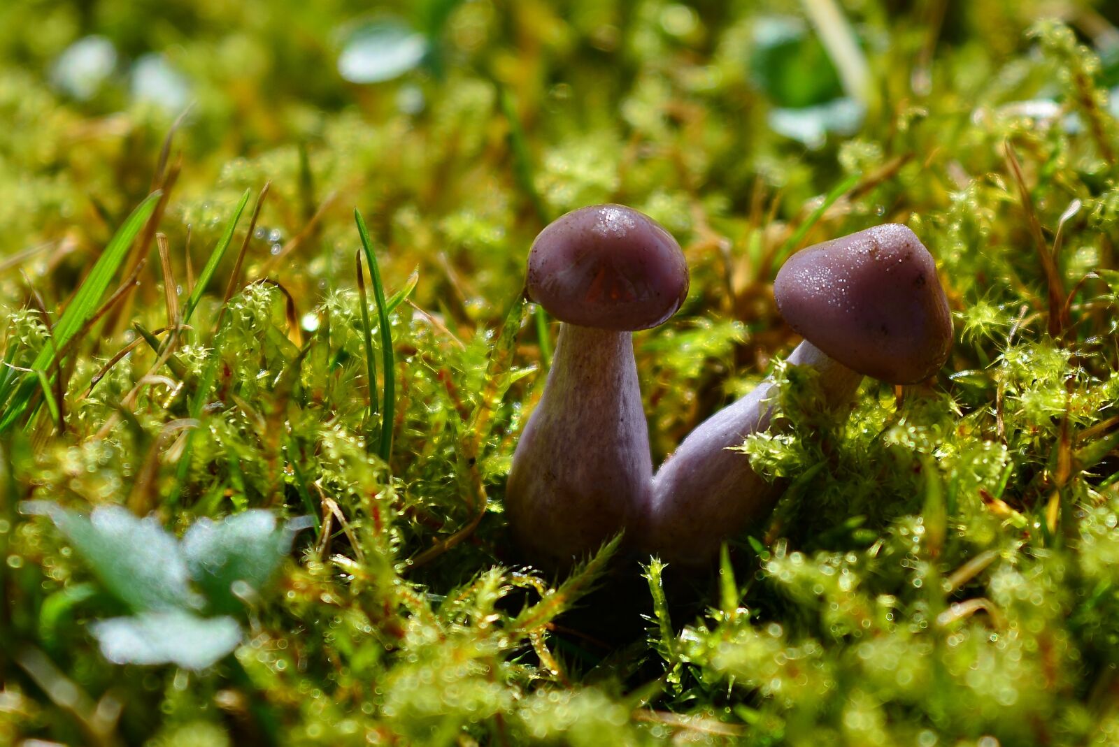 Nikon D5200 sample photo. Mushrooms, spring, nature photography