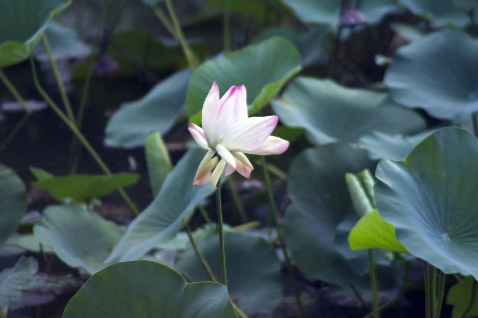 Nikon D3100 sample photo. Lotus, flower, pond photography