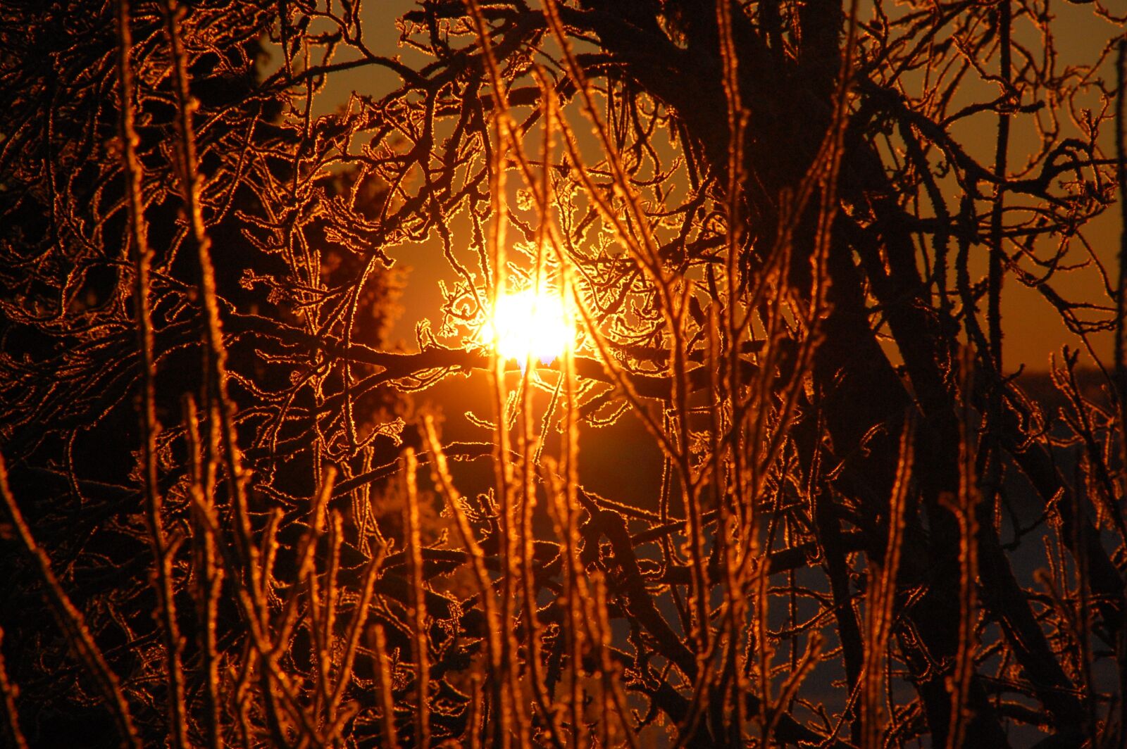 Nikon D40 sample photo. Winter, sunrise, frost photography