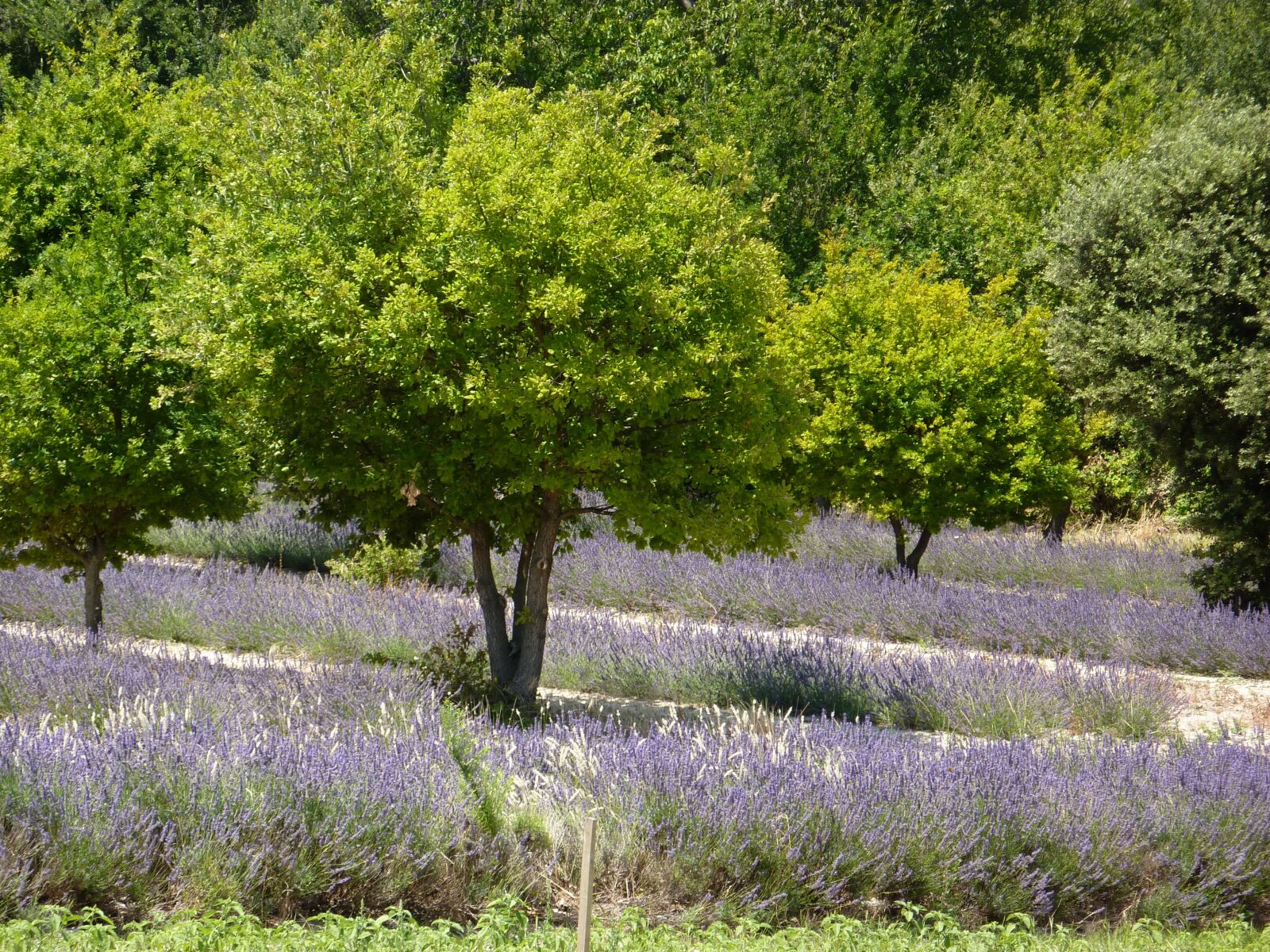Panasonic Lumix DMC-ZS1 (Lumix DMC-TZ6) sample photo. Provence, flowers, nature photography