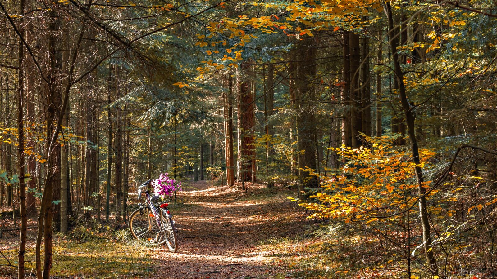 Canon EOS 700D (EOS Rebel T5i / EOS Kiss X7i) sample photo. Forest, way, the path photography