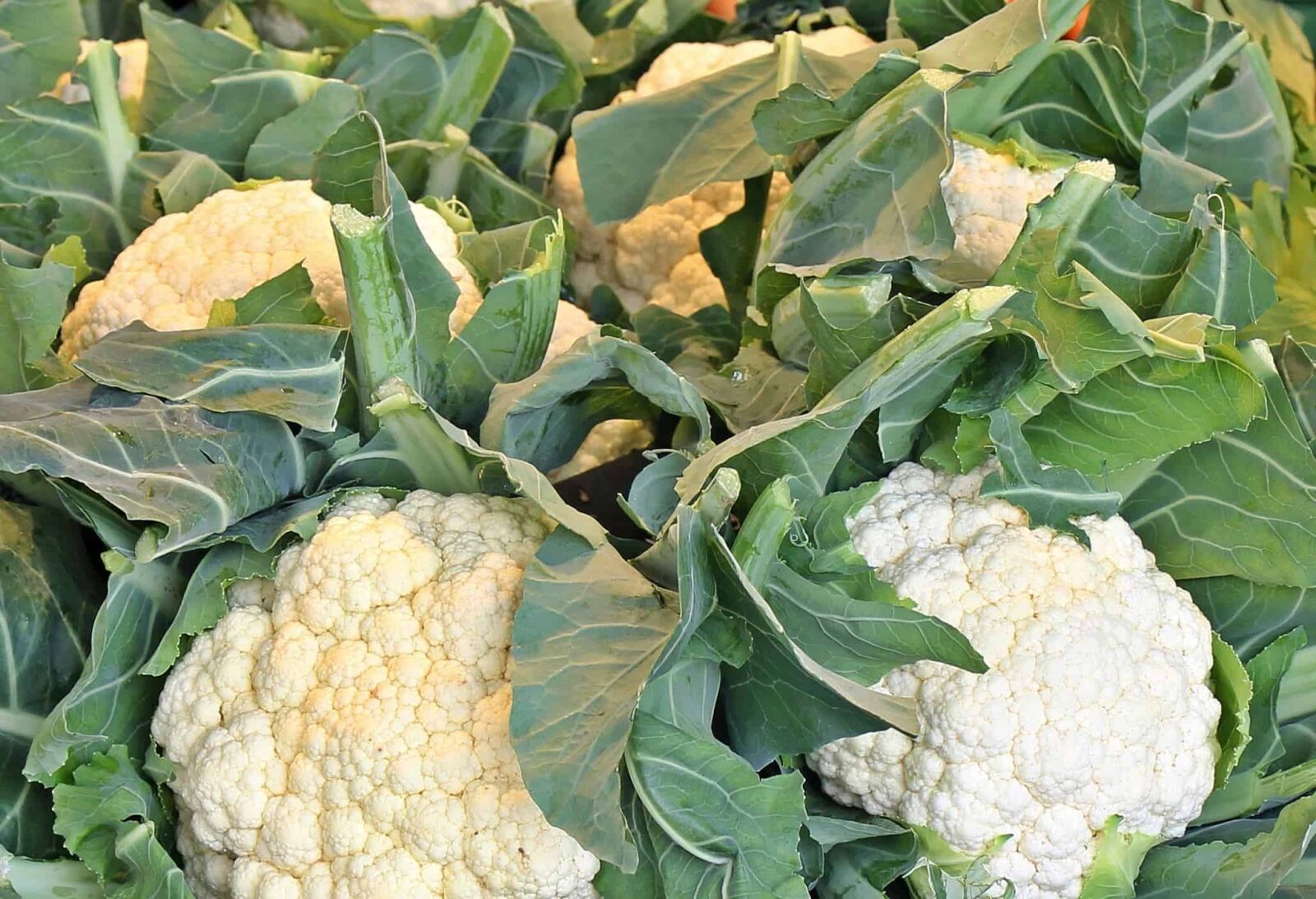 Canon EOS 550D (EOS Rebel T2i / EOS Kiss X4) sample photo. Agriculture, nature, food, cauliflower photography