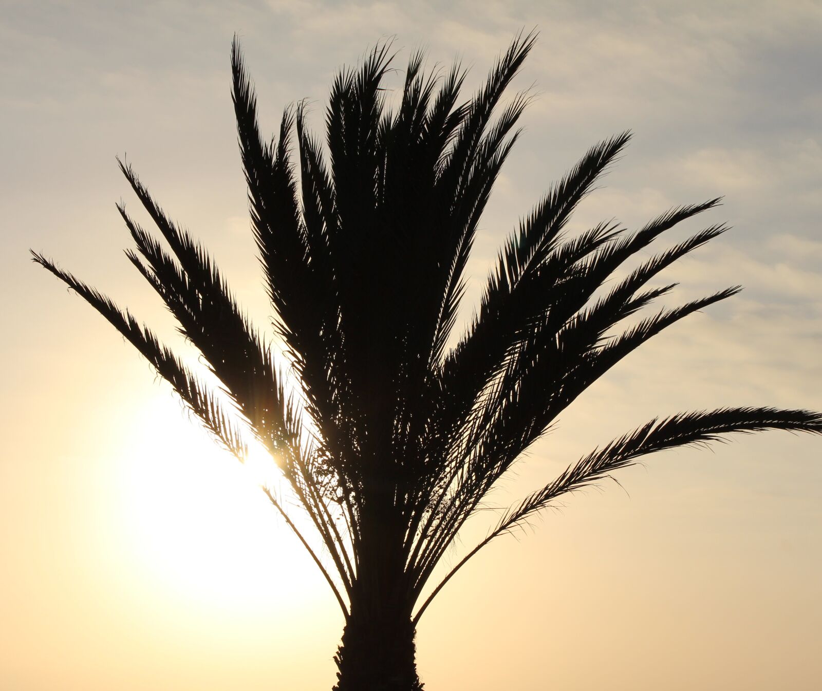 Canon EOS 650D (EOS Rebel T4i / EOS Kiss X6i) sample photo. Sunset, palm, sea photography