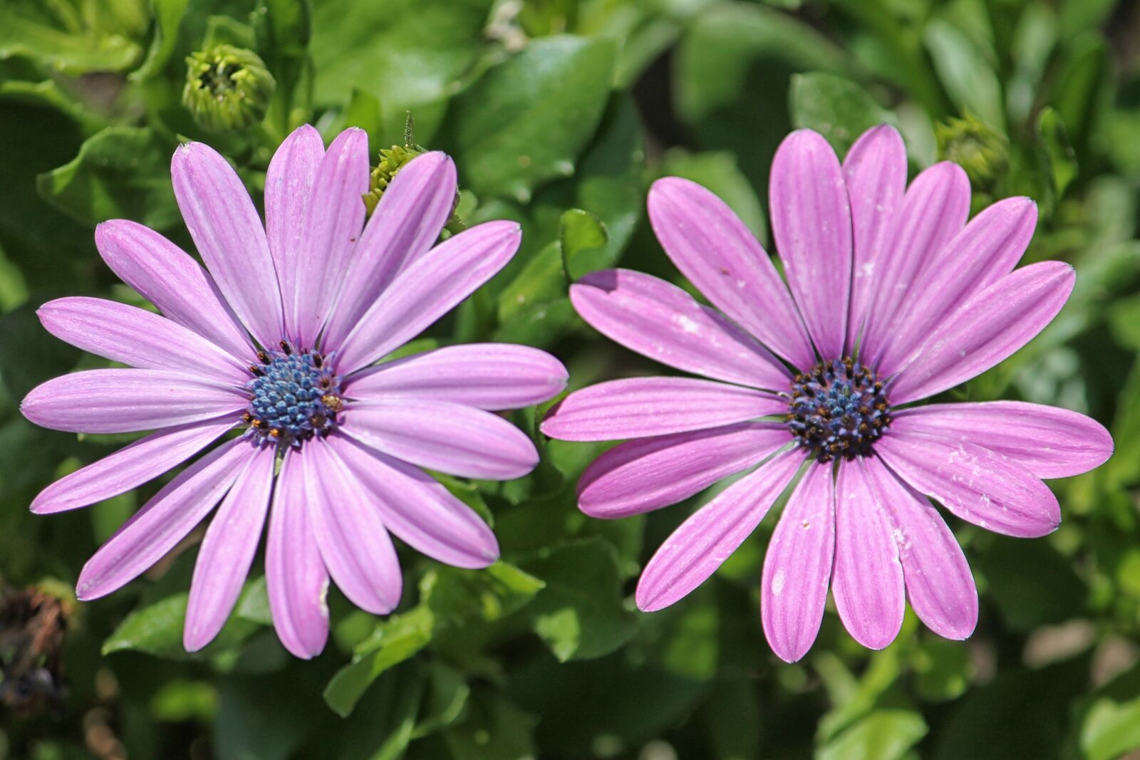 Canon EF-S 55-250mm F4-5.6 IS II sample photo. Daisies, bornholm, flowers photography