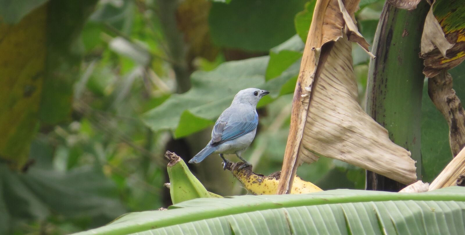 Canon PowerShot SX50 HS sample photo. Nature, fauna, birds photography