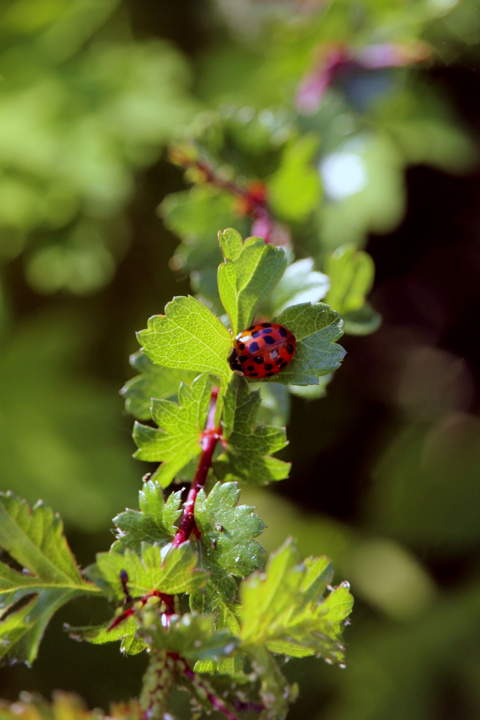 Canon EOS 1200D (EOS Rebel T5 / EOS Kiss X70 / EOS Hi) sample photo. Ladybug, animal, insect photography