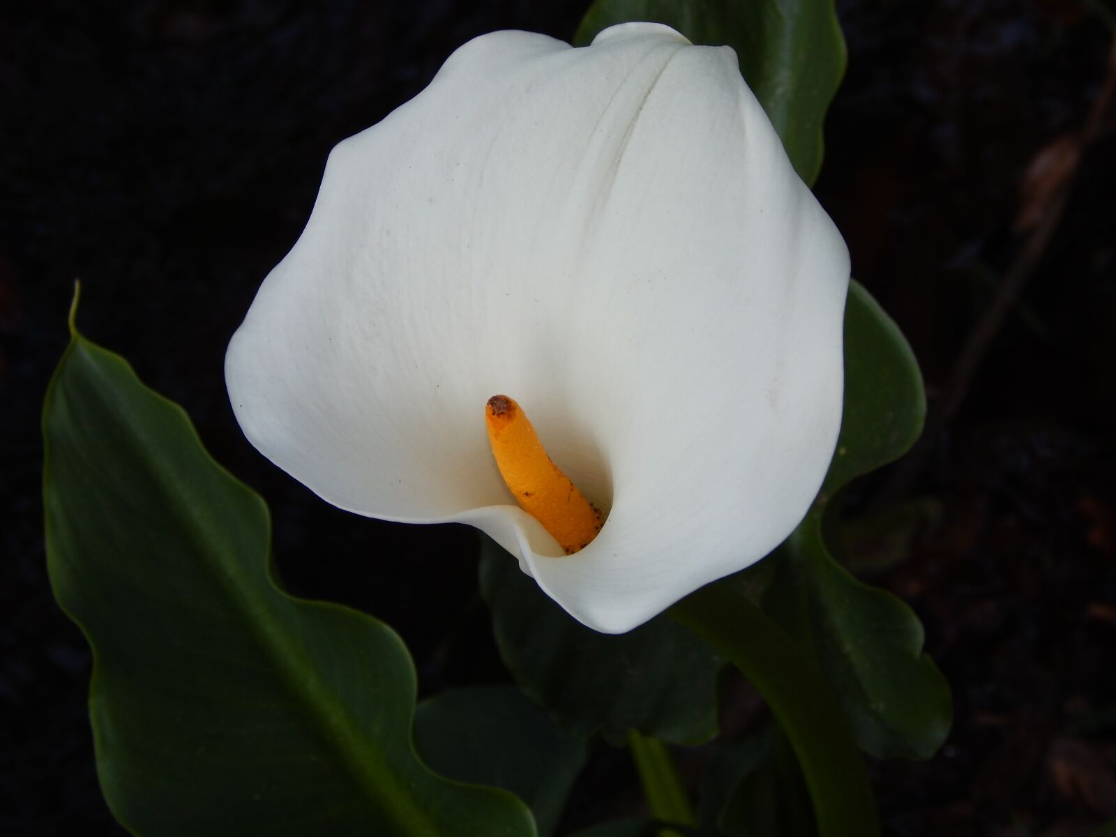 Nikon Coolpix L820 sample photo. Flower, nature, plant photography