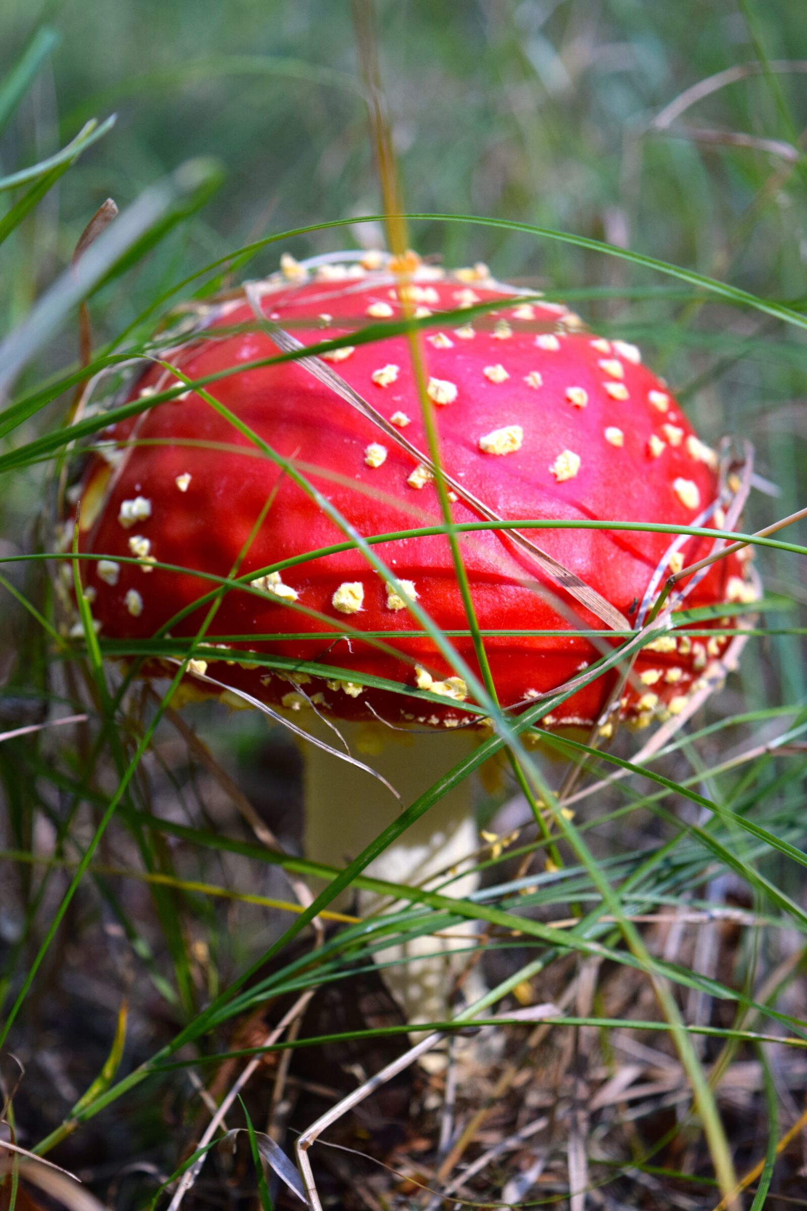 Nikon D3300 sample photo. Mushroom, fly agaric, amanita photography