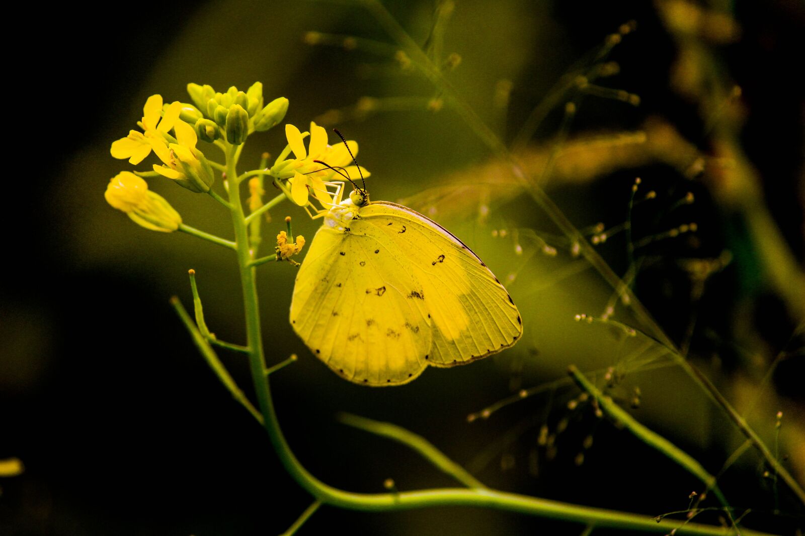 Canon EOS 1200D (EOS Rebel T5 / EOS Kiss X70 / EOS Hi) sample photo. Butterfly, insect, wings photography