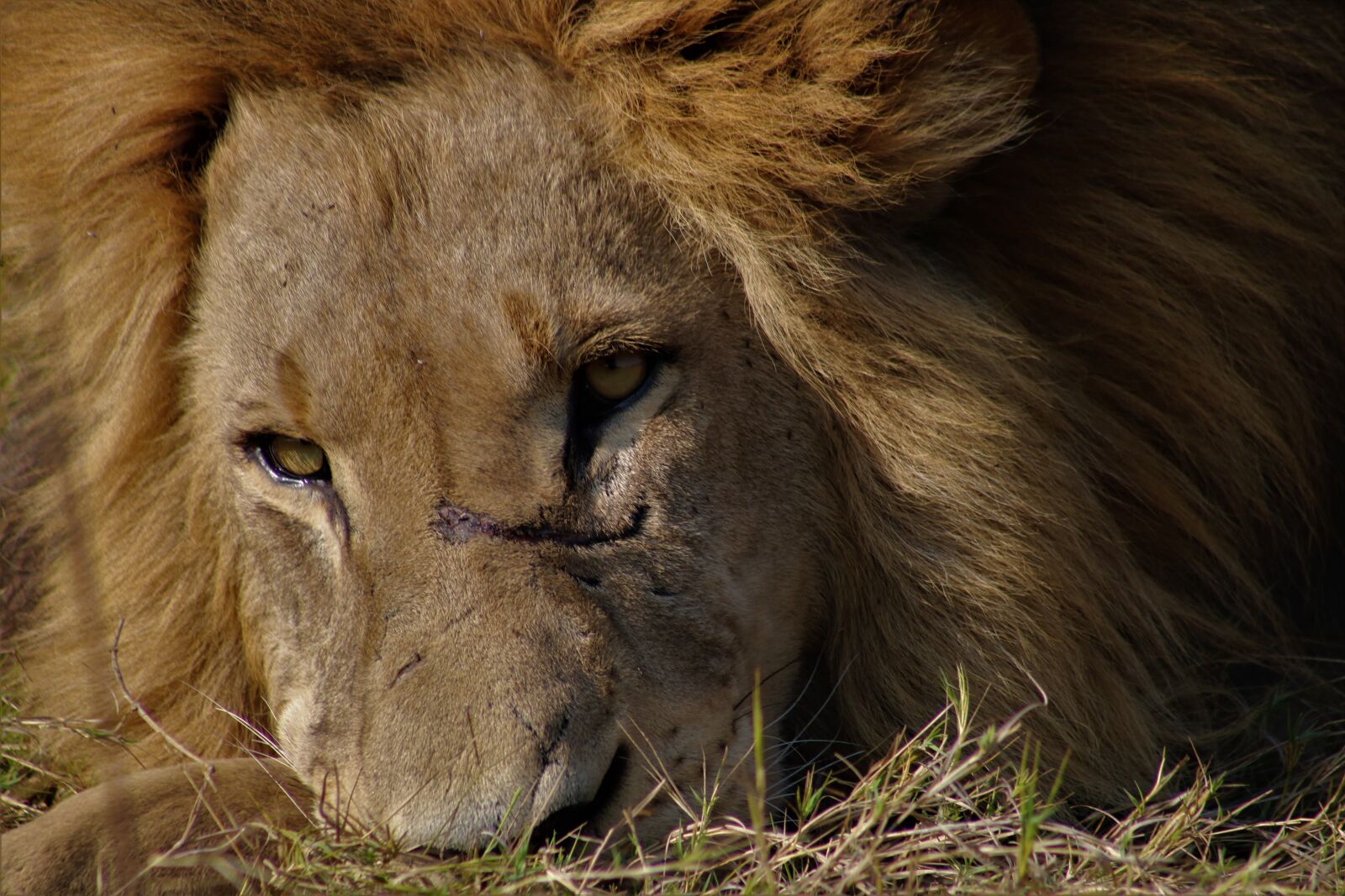 Canon EOS 750D (EOS Rebel T6i / EOS Kiss X8i) + Canon EF 75-300mm f/4-5.6 USM sample photo. Lion, male lion, king photography
