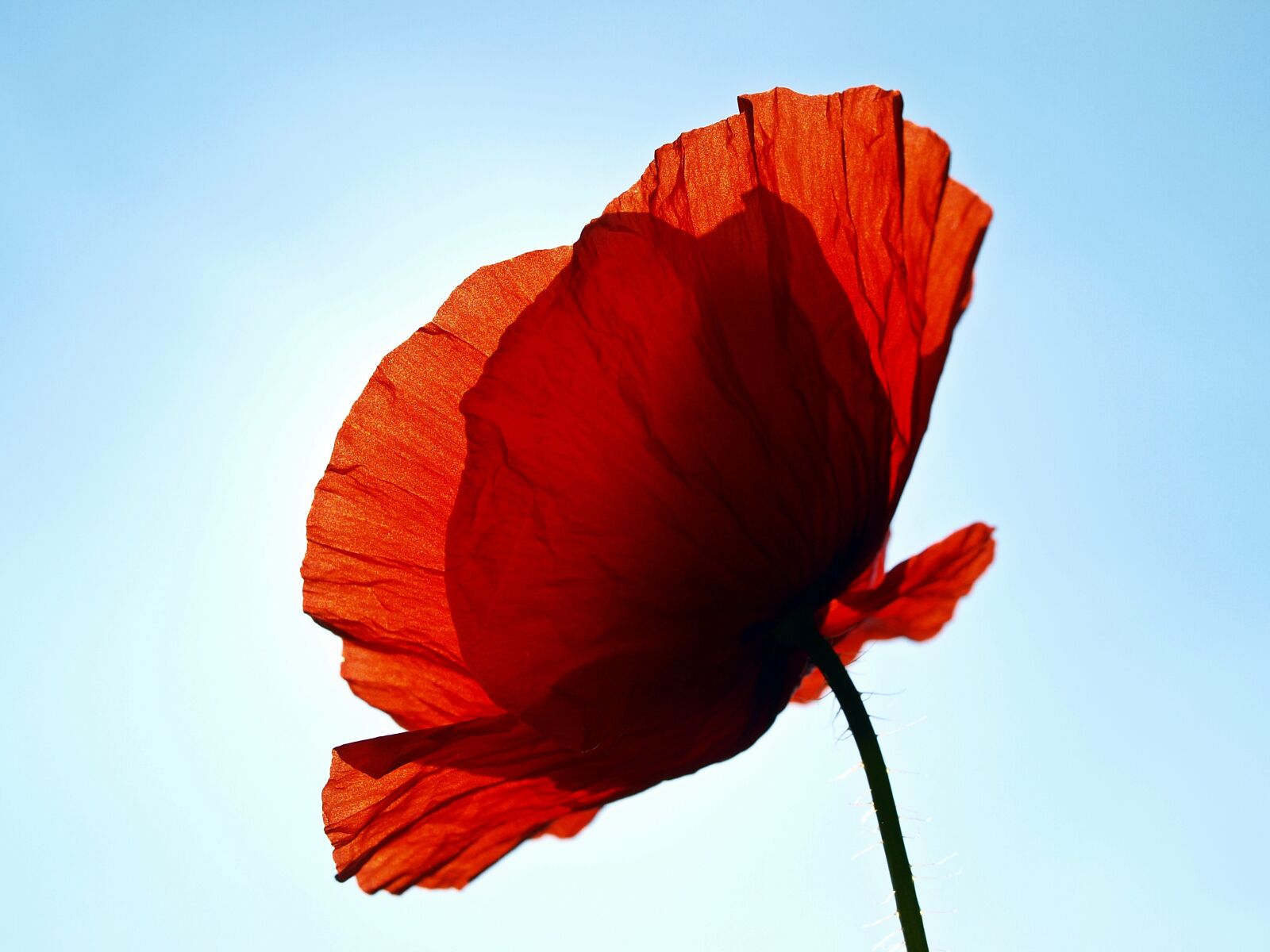 Olympus E-450 (EVOLT E-450) sample photo. Poppy, poppy flower, red photography