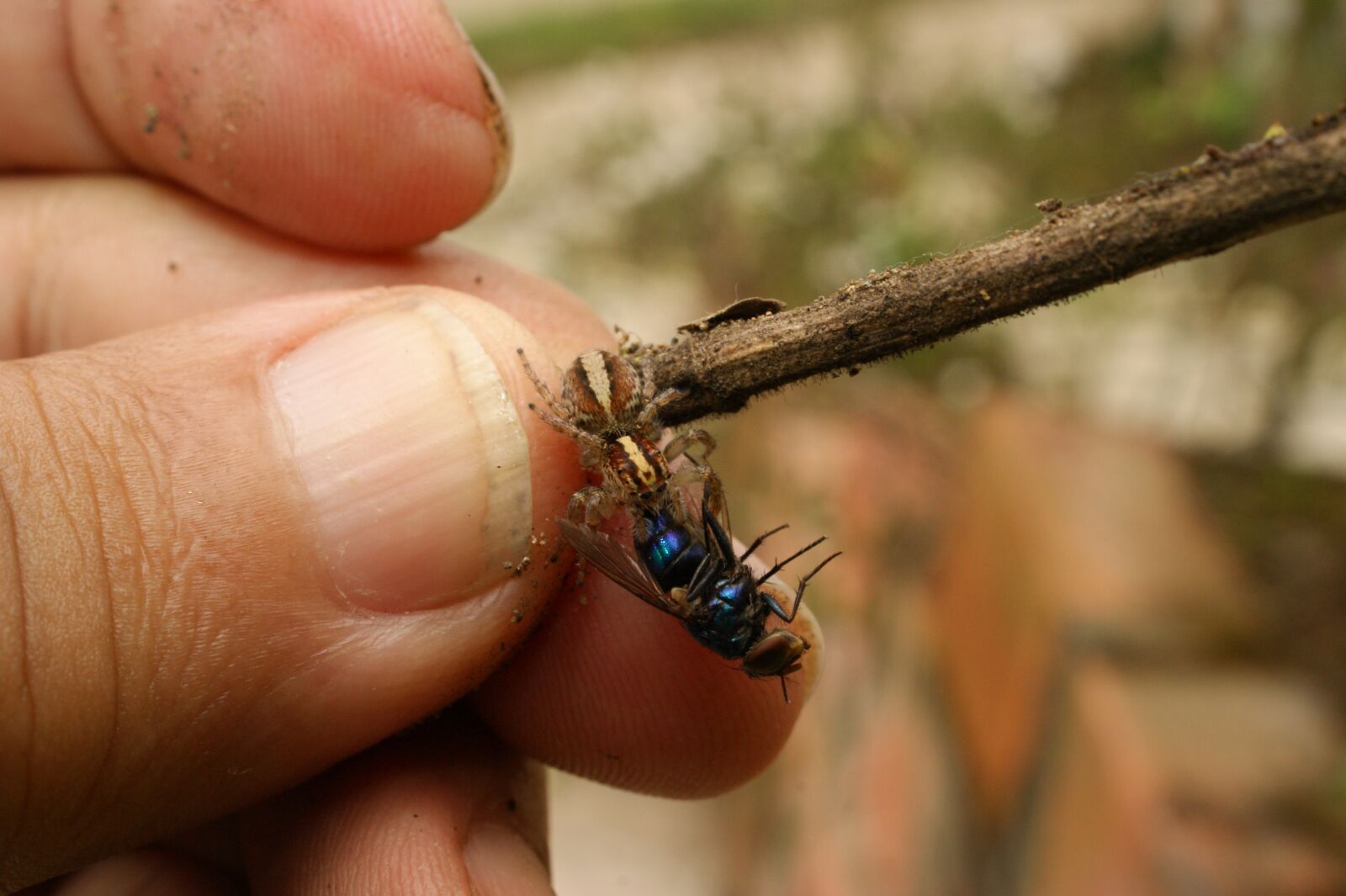 Sony Alpha DSLR-A390 sample photo. Nature, insects, spider photography