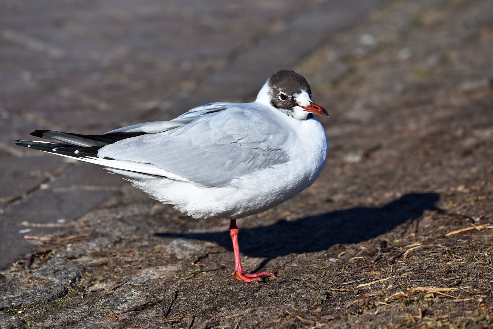 Nikon D750 sample photo. Seagull, gull, seabird photography