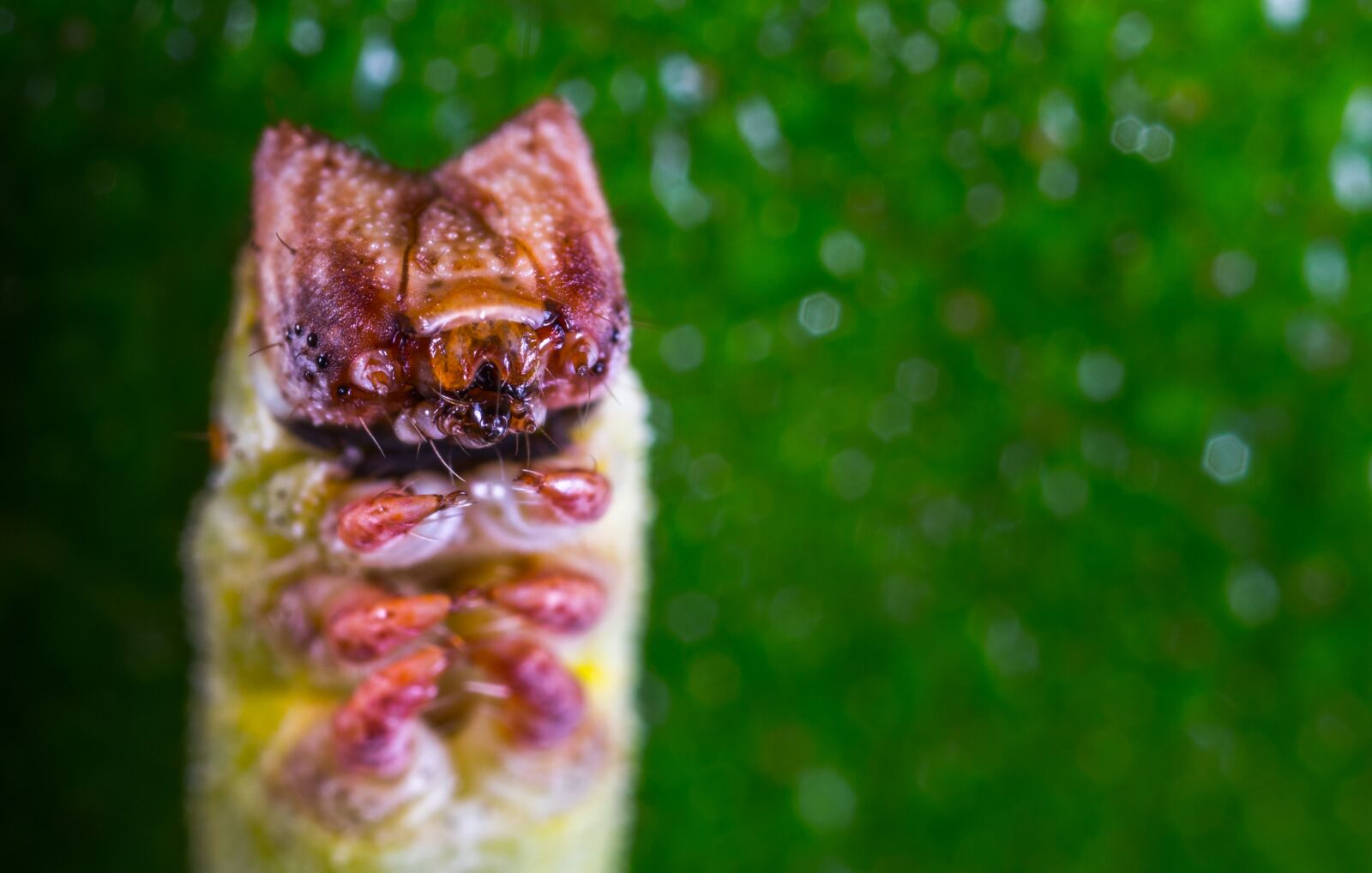 #124 65/2.8 sample photo. Nature, insect, no one photography