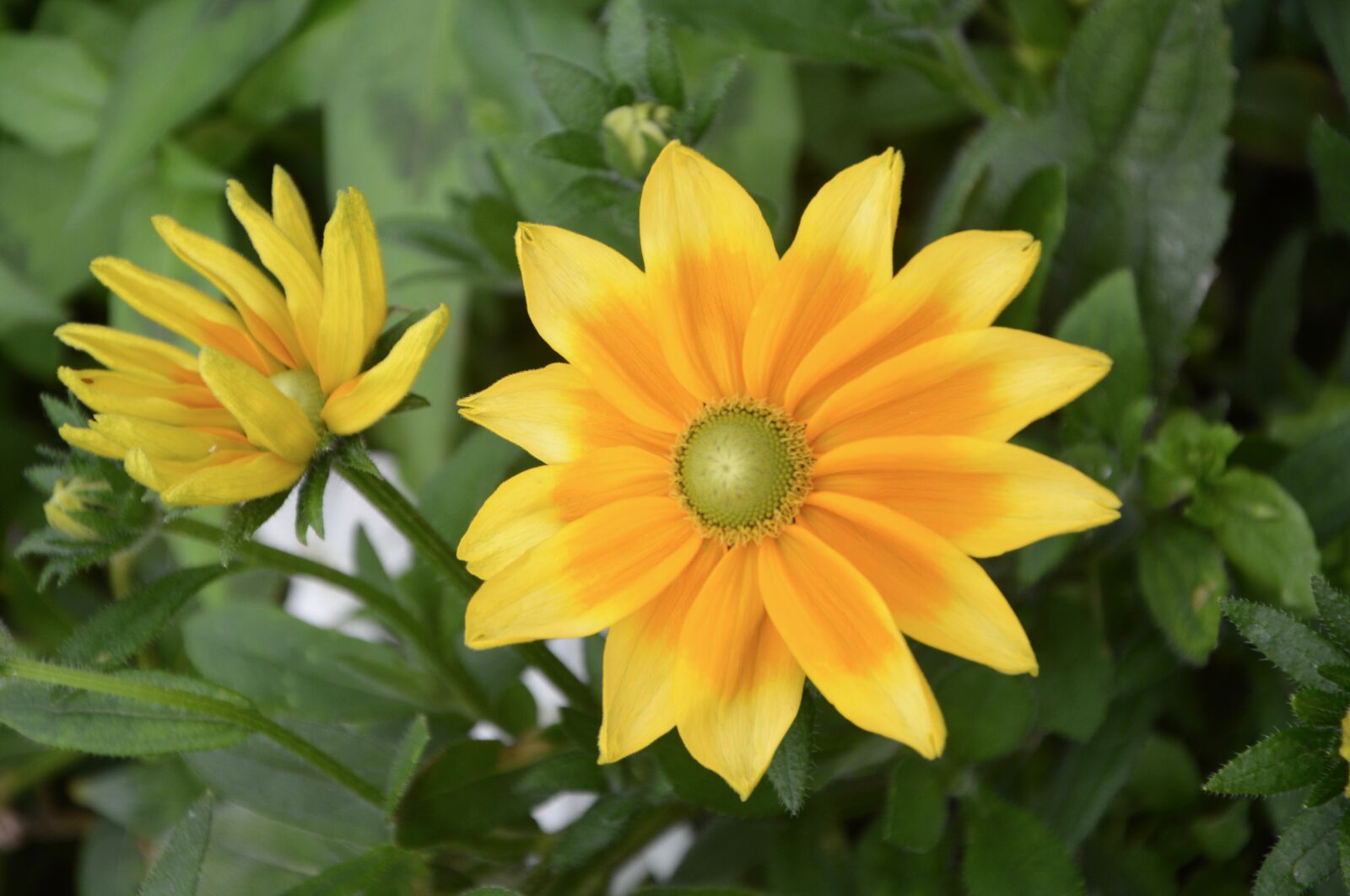 Nikon D5200 sample photo. Flowers, yellow, orange photography