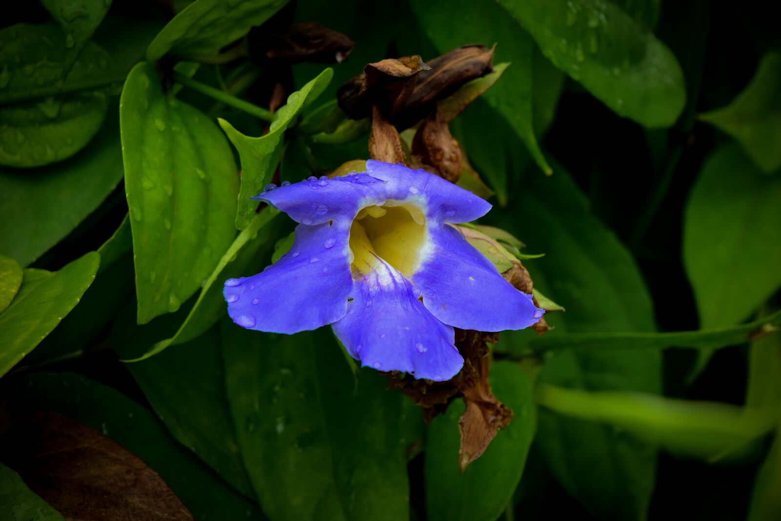 Nikon D5300 sample photo. Blue, flower photography