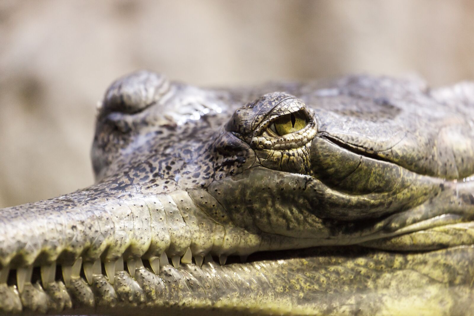 Canon EOS 5D Mark II sample photo. Gray, crocodile photography