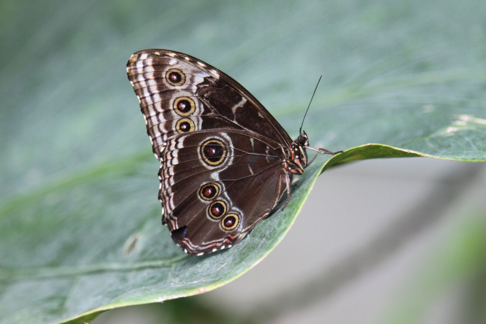 Canon EOS 7D sample photo. Butterfly, wings, insect photography