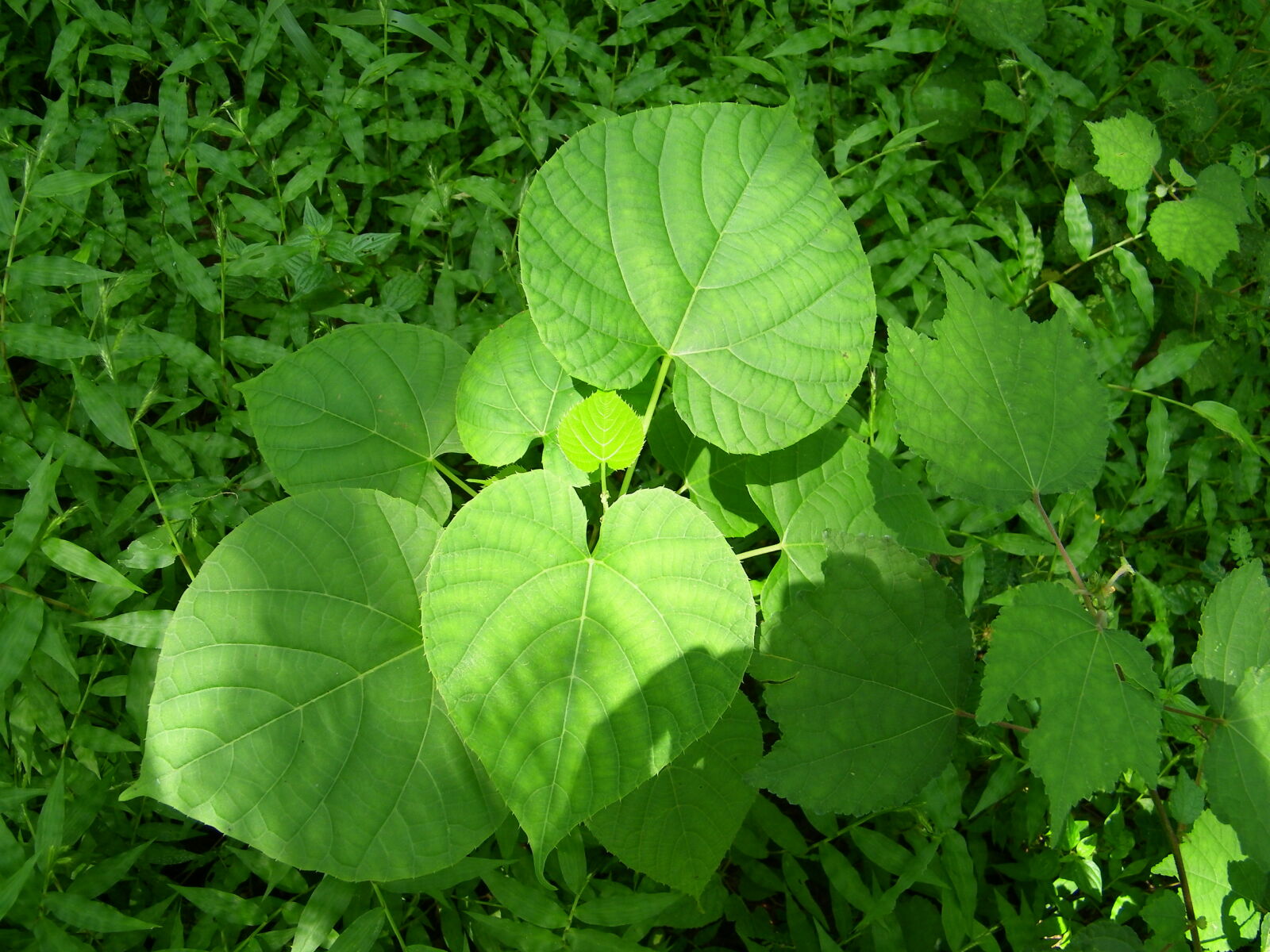 Kodak EASYSHARE Z1015 IS DIGITAL CAMERA sample photo. Green, plant photography
