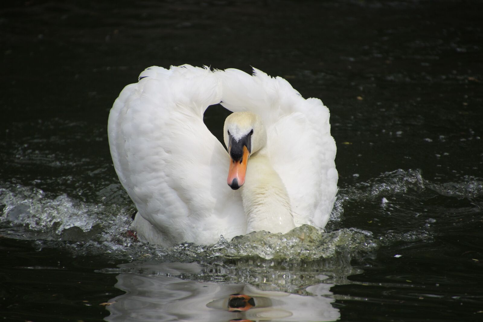Canon EOS 600D (Rebel EOS T3i / EOS Kiss X5) sample photo. Swan, water bird, bird photography