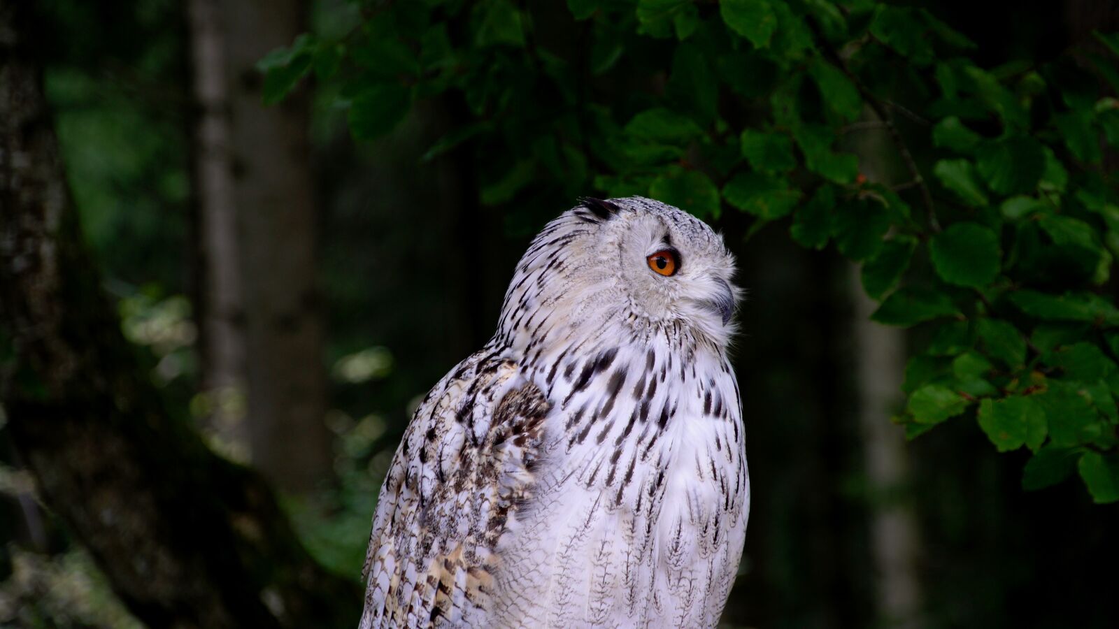 Sony E 18-200mm F3.5-6.3 OSS sample photo. Owl, animal, bird photography